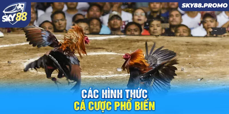 Các hình thức cá cược phổ biến