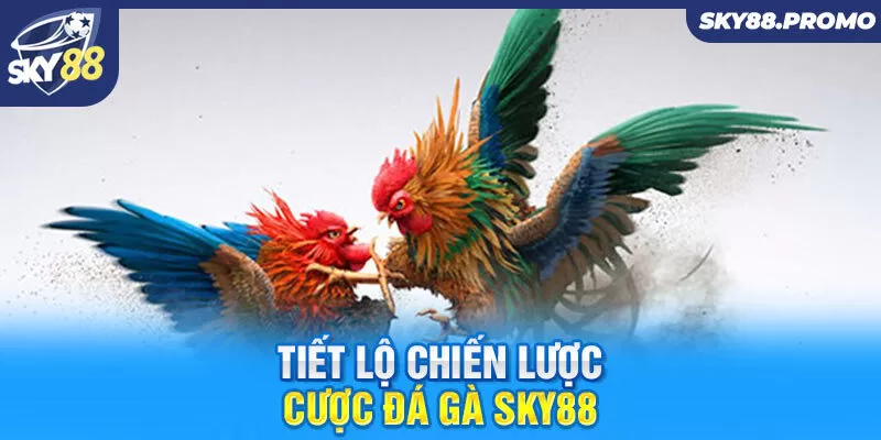 Tiết lộ chiến lược cược đá gà Sky88